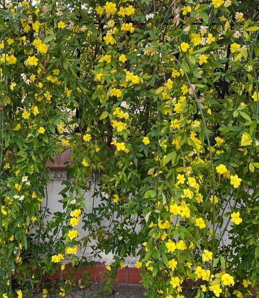 Jasminum mesnyi